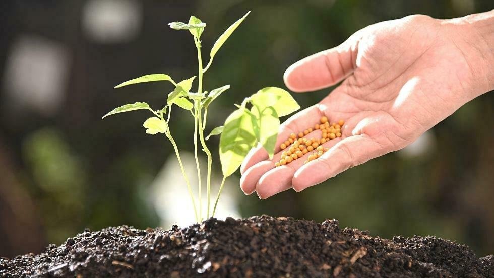 How-Does-Kaolin-Is-Used-as-Fertilizer